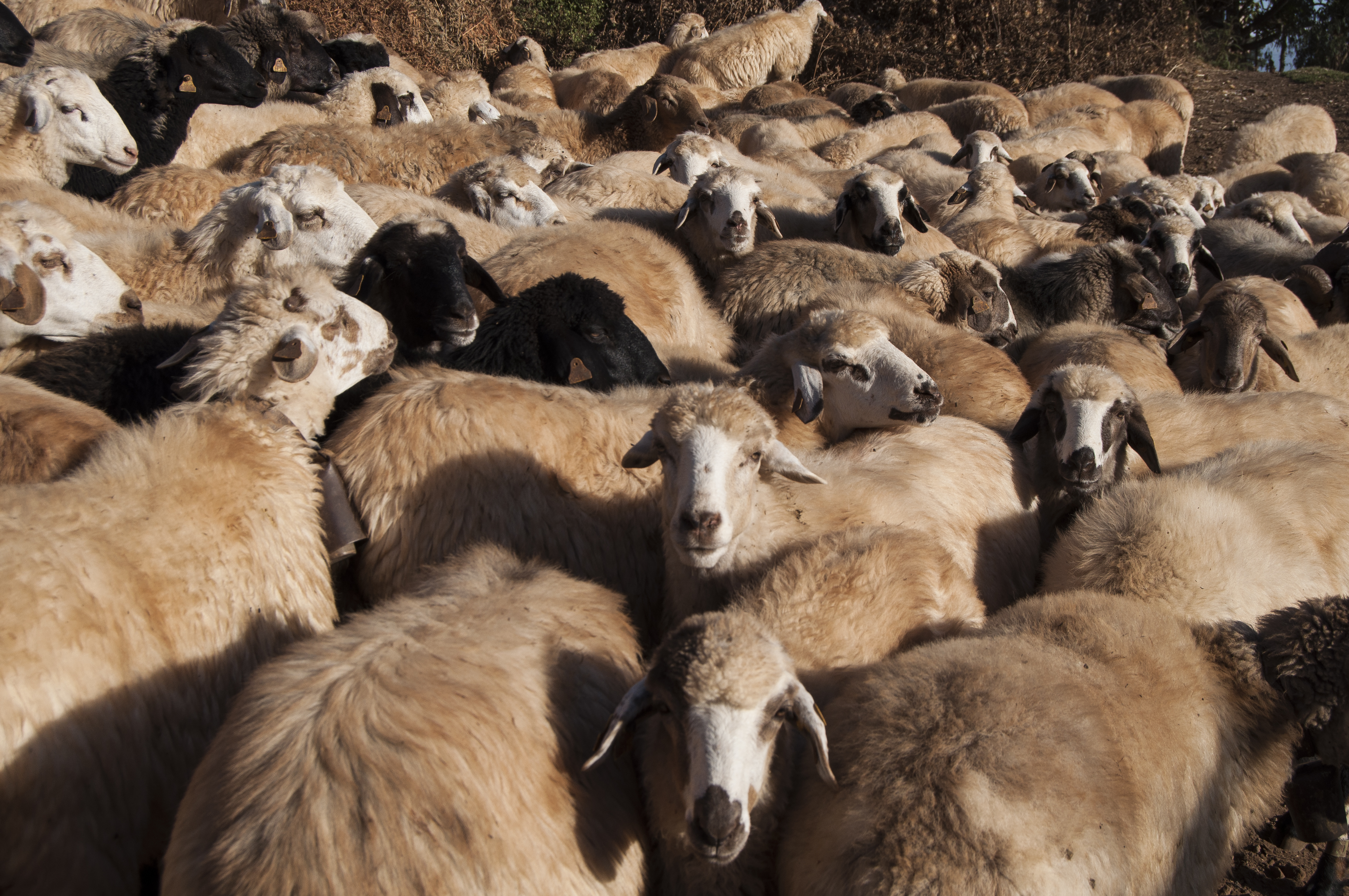 Pepe El de Pavón retoma la trashumancia con sus ovejas canarias